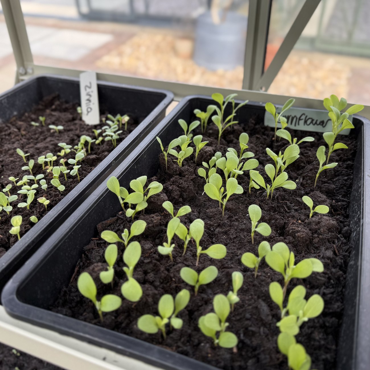 close up of seed trays filled with seedlings of cornflowers and zinnia