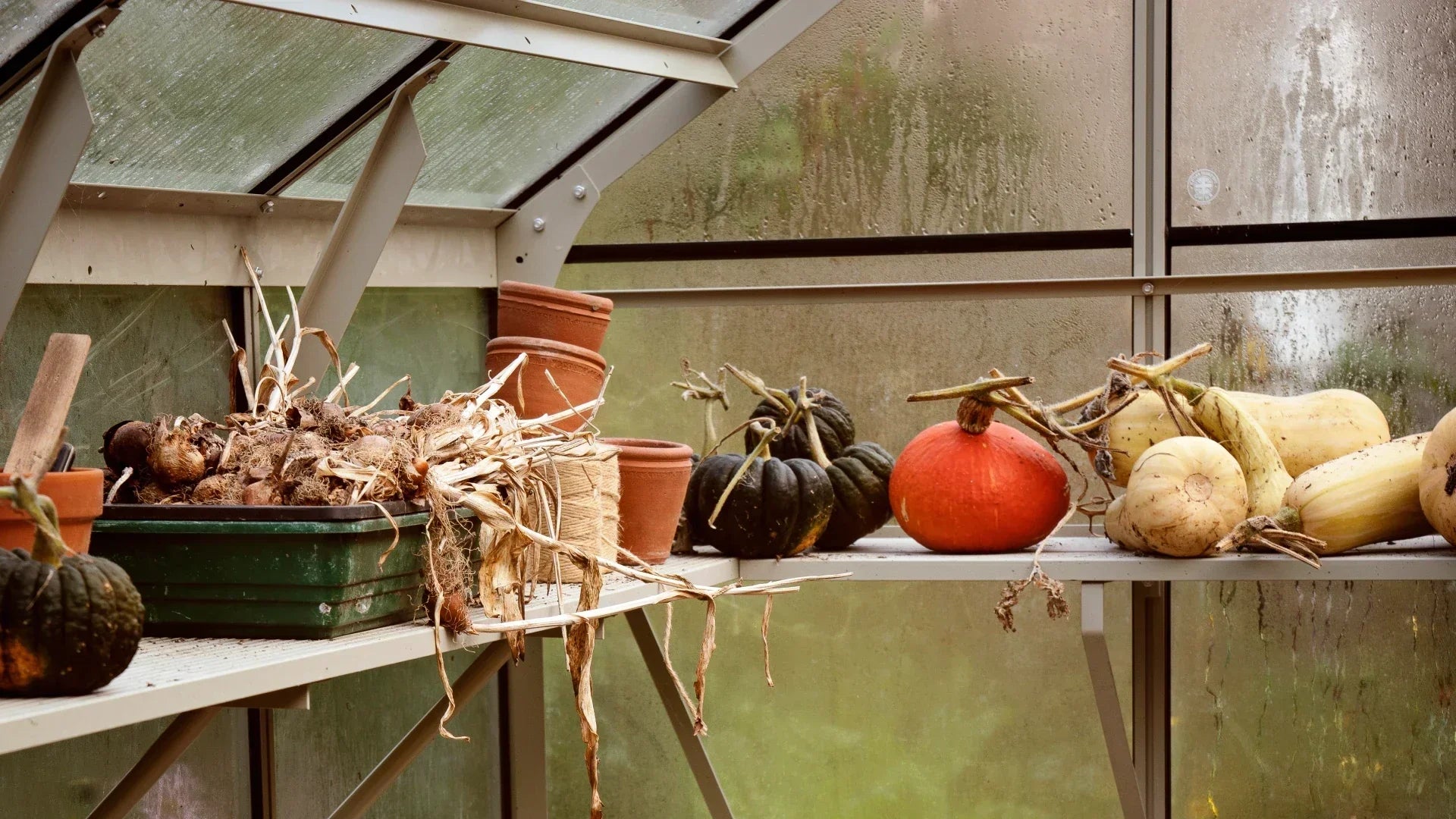 Things to Look Out for in Your Garden in Winter