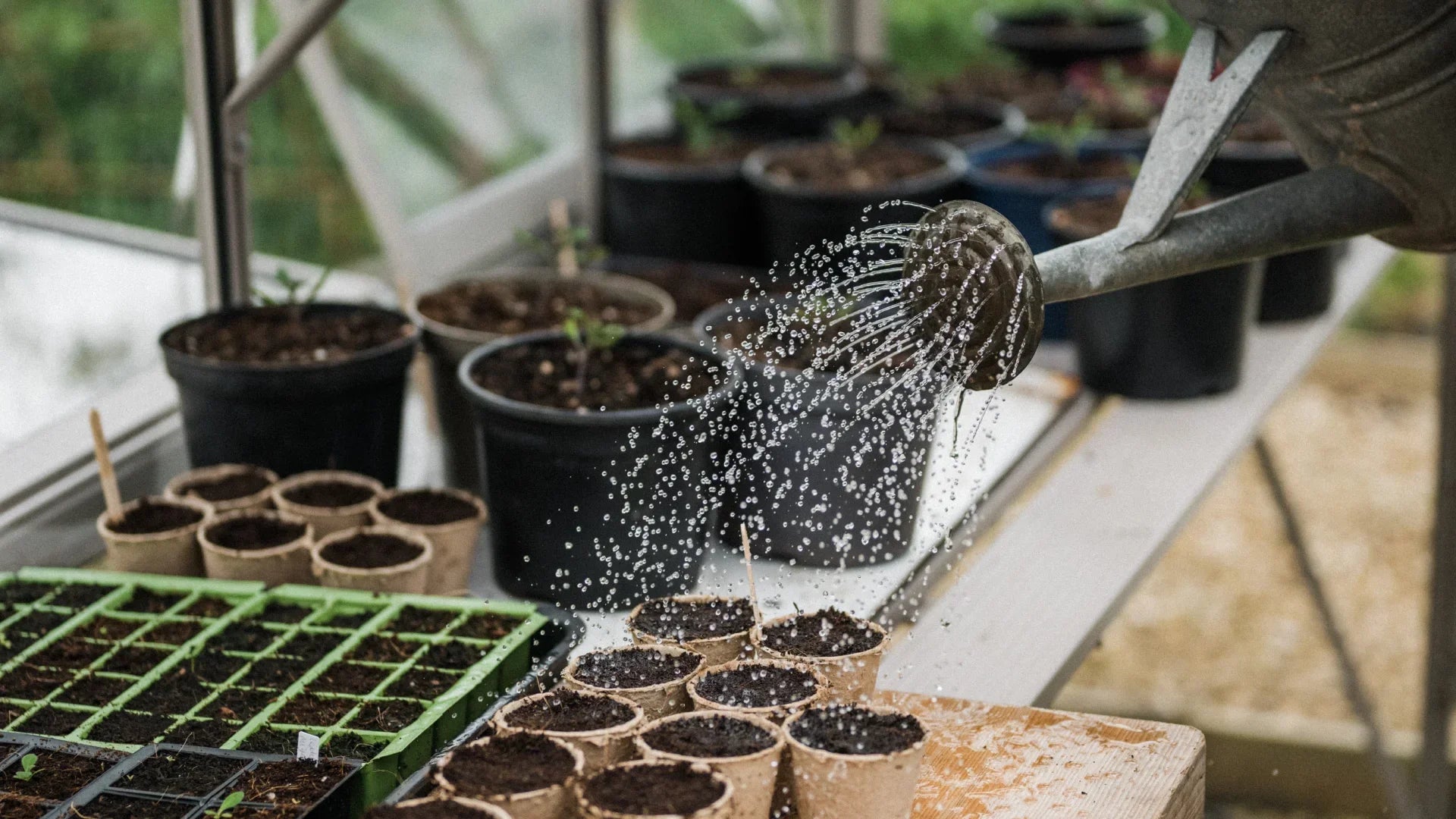 What to grow in my greenhouse in May