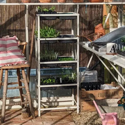 A tiered plant stand holds trays of seedlings in a sunlit Rhino Greenhouse. Nearby, a striped cushion covers a wooden chair, and gardening tools rest on tables and boxes.