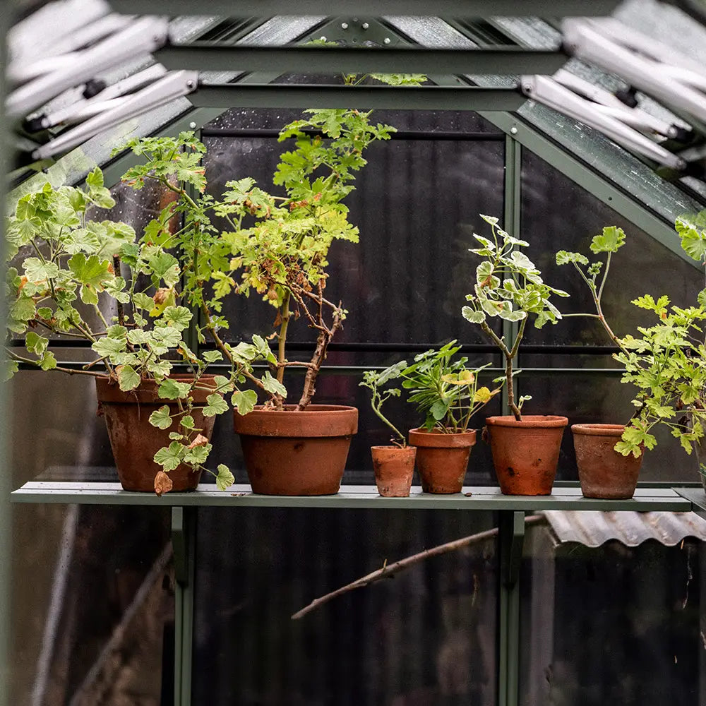 Potted plants sit on a shelf, thriving under the glass structure of a Rhino Greenhouse. Various terra-cotta pots house lush green foliage, with sunlight filtering through the transparent roof.