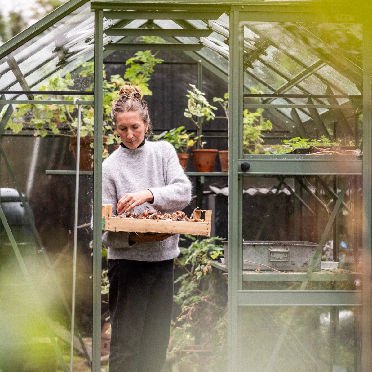A person holds a tray of bulbs inside a Rhino Greenhouse. They are surrounded by potted plants on shelves, with green metal frames and glass panes enclosing the space.