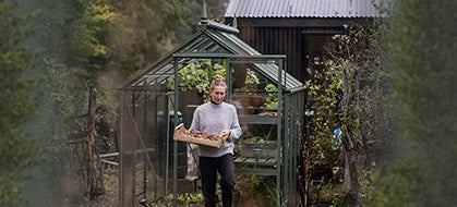 A person carrying a box of harvested produce steps out of a small glass Rhino Greenhouse, surrounded by lush greenery and garden vegetation.