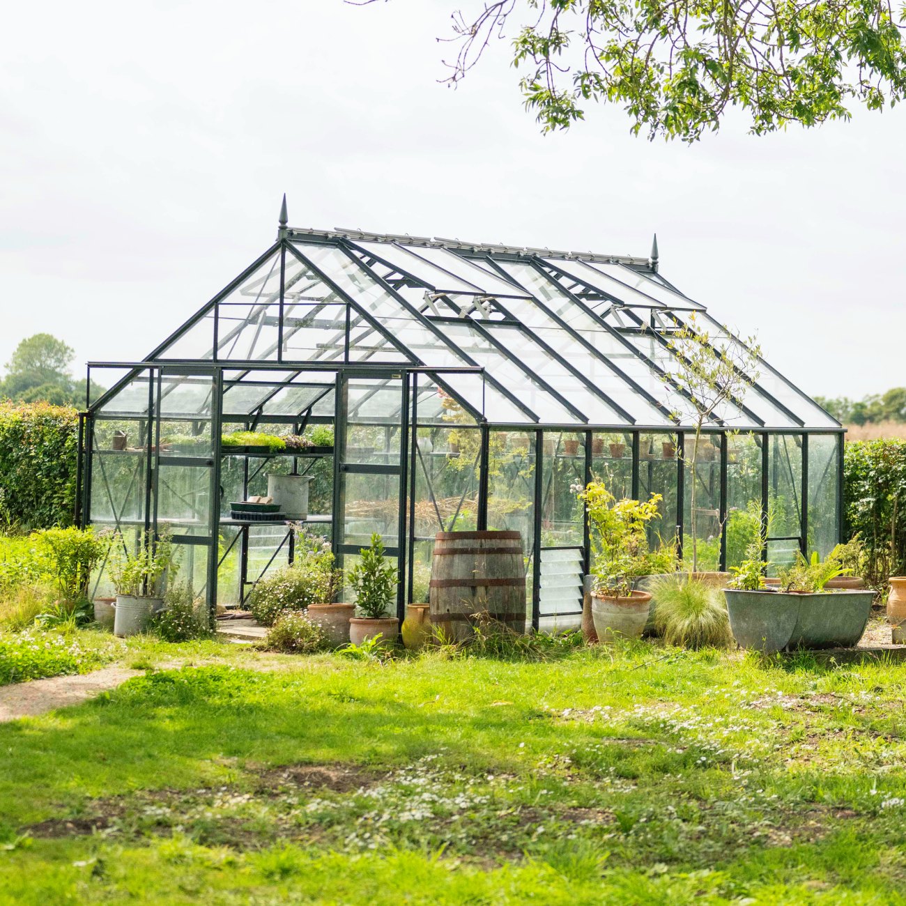 Large 12x16 Rhino greenhouse surrounded by planted pots with a wooden barrel in the foreground