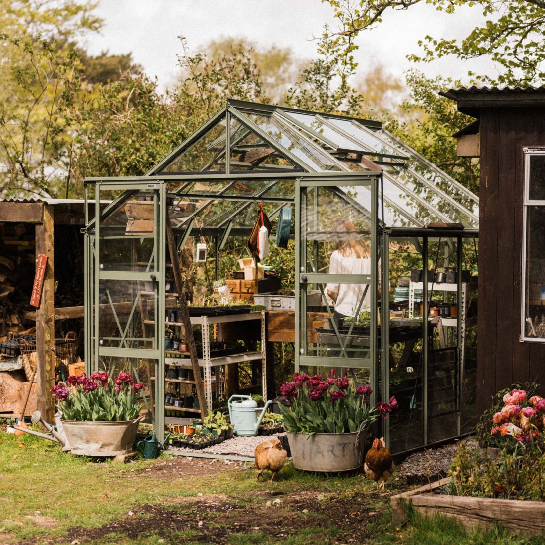 A glass Rhino Greenhouse houses a person tending to plants, surrounded by gardening tools and greenery. Nearby, two hens peck at the grass beside potted tulips and a wooden shed.