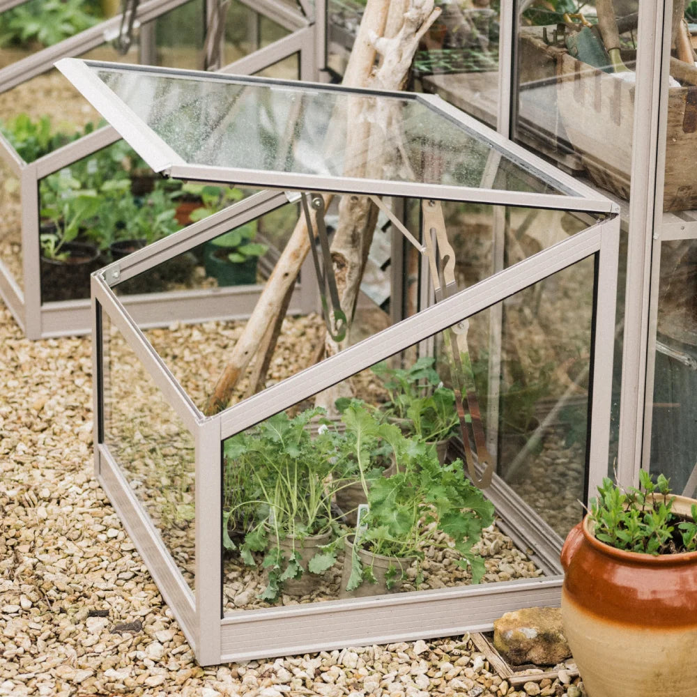 A small, glass-paneled cold frame sits open, housing leafy green plants. It's placed on a pebble-covered ground beside a larger Rhino Greenhouse, surrounded by additional gardening items.