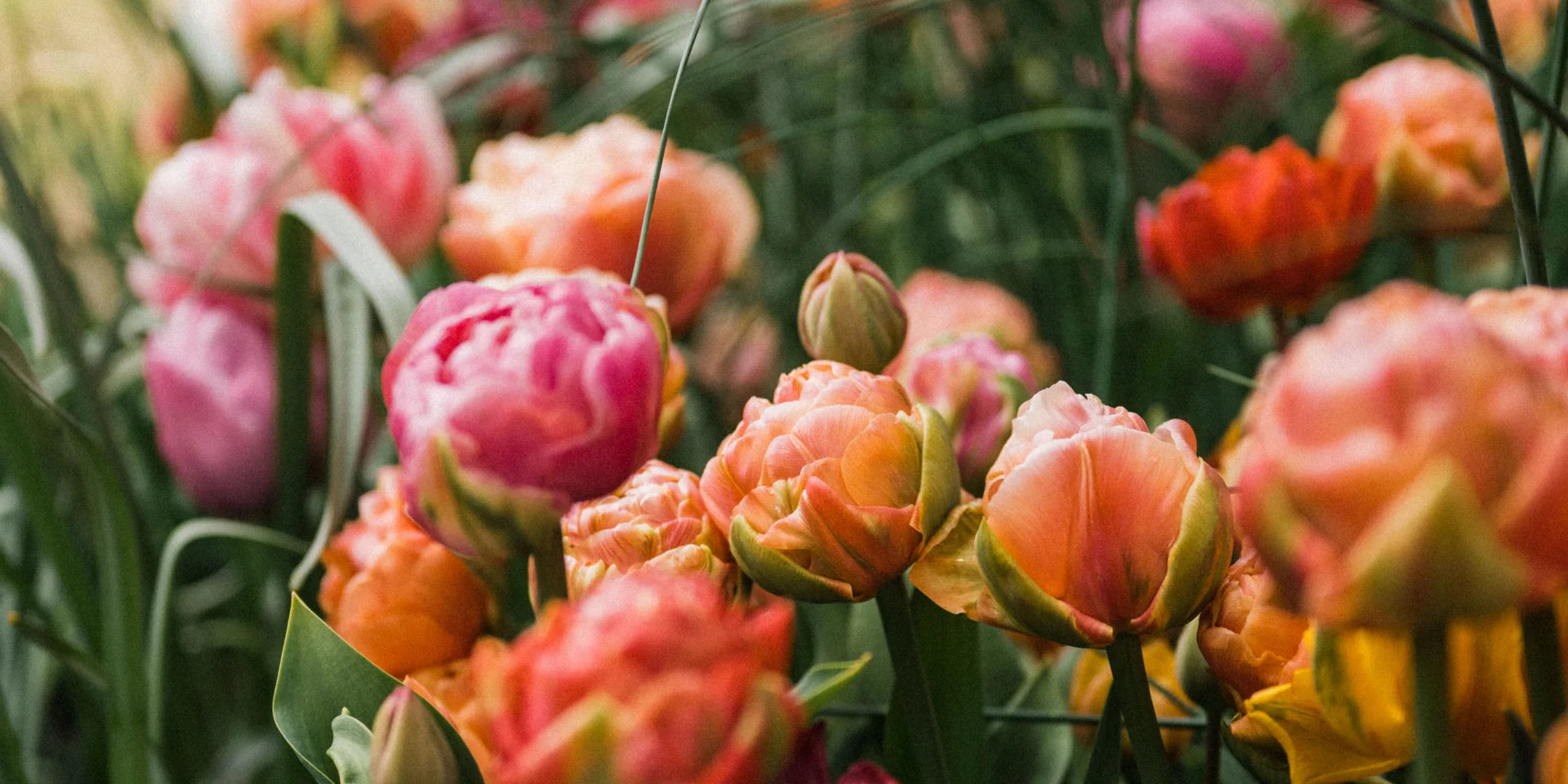 Pink and orange tulips bloom vibrantly, surrounded by lush green foliage, creating a dense, colorful garden display.