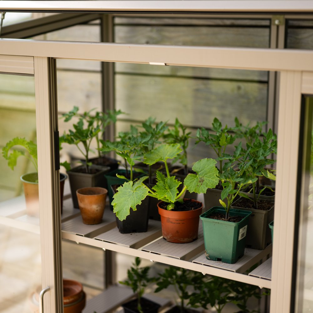 Potted plants sit on white shelves inside a beige Rhino Greenhouse, surrounded by wooden walls, with sunlight filtering through glass panes.
