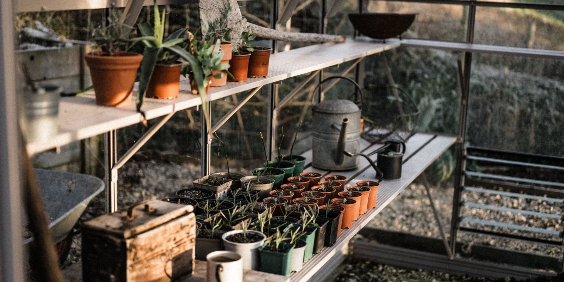Shelves hold small potted plants and gardening tools like a watering can inside a Rhino Greenhouse, with sunlight filtering through glass, creating a warm, nurturing environment for growth.