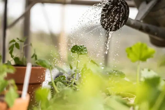 Watering can sprinkling water over potted plants; surrounded by green foliage inside a Rhino Greenhouse setting.