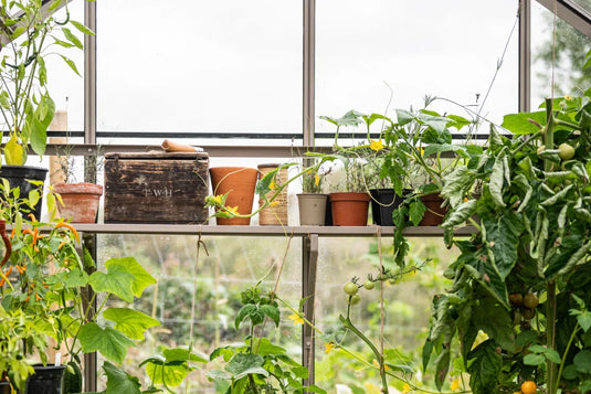 Shelves of vibrant potted plants grow inside a Rhino Greenhouse. A rustic wooden box labeled T.W.I sits among terracotta pots. The background features lush greenery visible through glass panels.