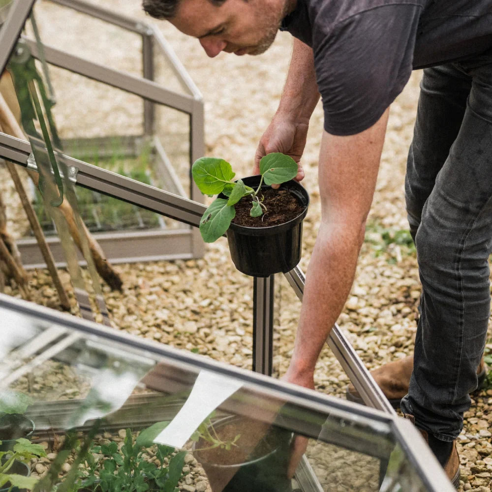 Man holding a potted plant leans into Rhino Greenhouse structure, surrounded by pebbled ground. Hinged windows open, revealing more plants inside.