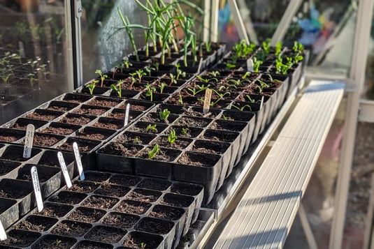Seedlings in small pots are growing on a shelf with sunlight filtering through a Rhino Greenhouse window. Several plants are sprouting, and labels are visible in the soil.
