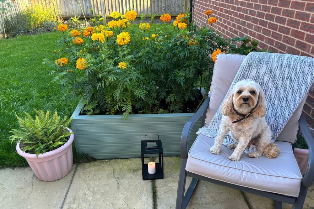 Dog sitting on a cushioned patio chair next to a flowering marigold planter in a garden, with a small potted fern and lantern nearby on the stone patio.