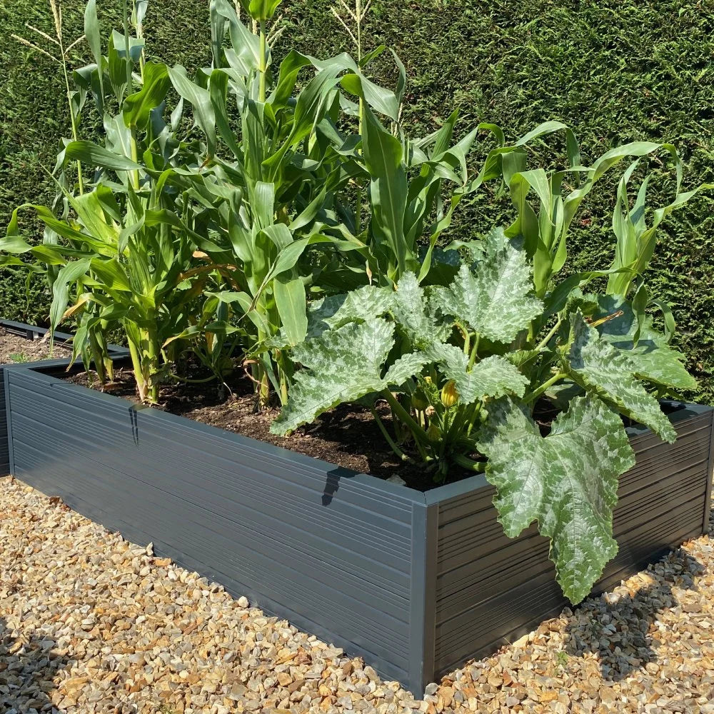 Metal planter box holding corn and large leafy vegetables, set on gravel in a sunny garden, bordered by a dense hedge.