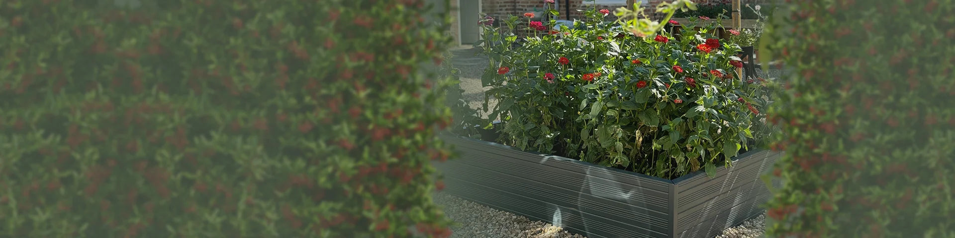 A rectangular, raised planter box filled with blooming red flowers is set on a gravel path, framed by blurred greenery and adjacent to a brick structure.