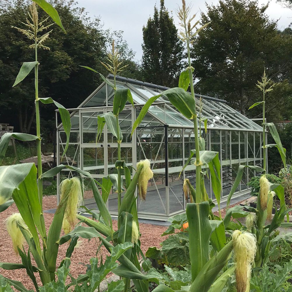 A glass Rhino Greenhouse stands amidst tall corn plants in a garden, surrounded by trees and gravel paths, under a cloudy sky, creating a lush, verdant environment.