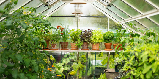 A Rhino Greenhouse full of greenery