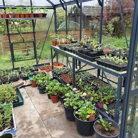Potted plants are arranged on metal shelves, thriving in a Rhino Greenhouse. The setting shows a lush garden outside, visible through the glass walls, indicating a nurturing environment.