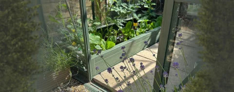 A Rhino Greenhouse door is open, revealing lush green plants inside. Lavender flowers grow outside, surrounded by wooden fences and gravel, creating a tranquil garden setting.
