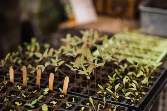 Seedlings sprout from soil in a tray, marked by wooden sticks, amidst a Rhino Greenhouse setting.