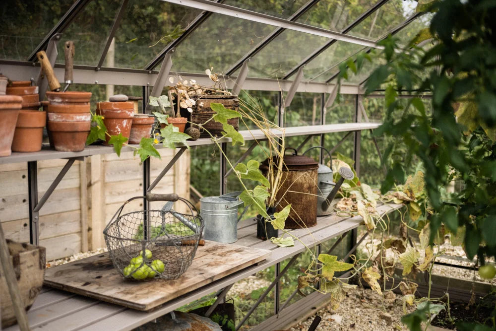 Shelves with terracotta pots and gardening tools are neatly arranged inside a Rhino Greenhouse. Vines and leaves drape around, with wooden fencing visible outside the transparent glass panels.