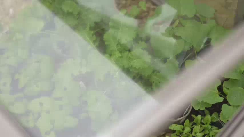 Rhino Cold Frame
