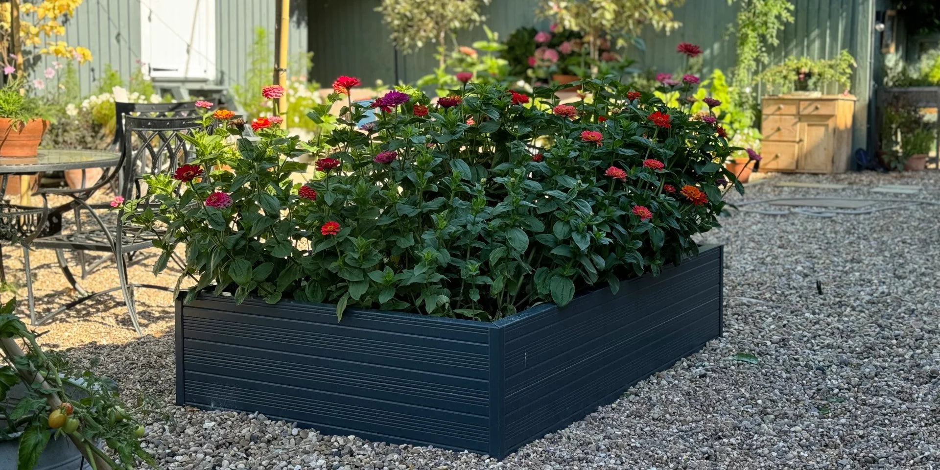 Vibrant flowers bloom in a raised, dark-colored planter box on a gravel surface, surrounded by outdoor furniture and lush greenery against a backdrop of a wooden garden shed.