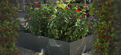 A wooden raised planter box filled with lush green plants, some bearing red flowers, sits on a gravel surface. Surrounding greenery creates a vibrant garden setting.