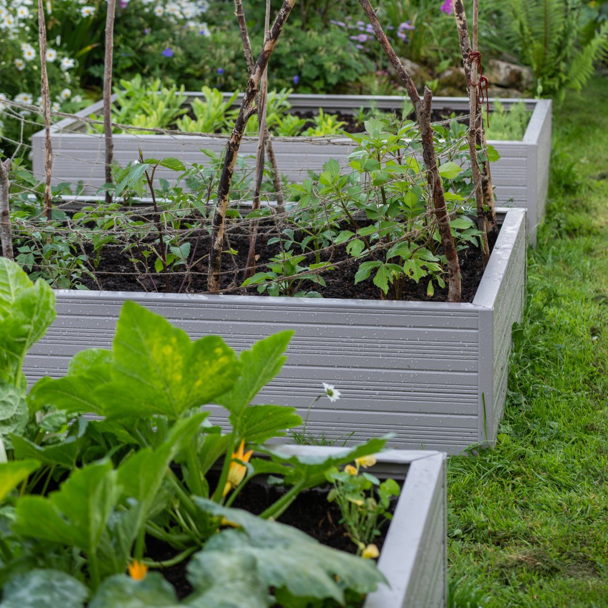 Rhino metal raised garden beds filled with various green plants, supported by wooden sticks, are placed in a lush garden with grass and flowering plants in the background.