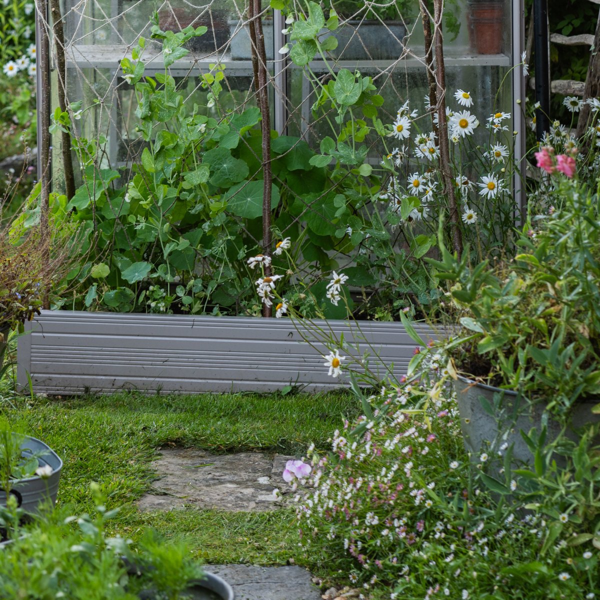 Plants grow in a small garden near a Rhino Greenhouse, surrounded by daisies and other foliage. Stone pathways intersect lush grass, creating a vibrant and natural garden setting.