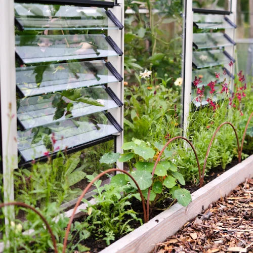 Rhino Greenhouse windows are partially open, revealing lush green plants and vibrant flowers growing inside. The scene includes a wooden planter box and wire supports, surrounded by mulch.