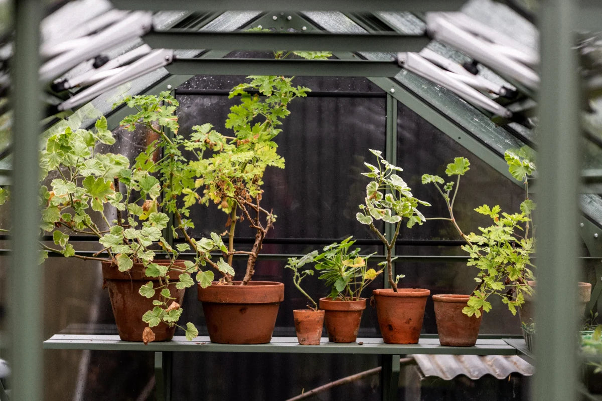 Rhino Seedracks & Trays