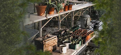 Potted plants sit on a multi-tiered wooden shelf. A watering can and gardening tools rest nearby, surrounded by lush greenery in a Rhino Greenhouse setting.