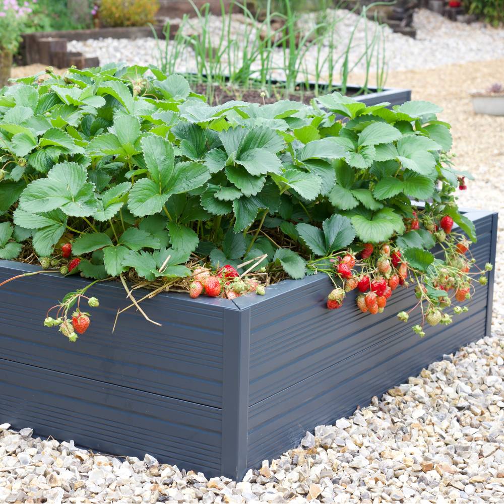 Raised garden bed filled with lush strawberry plants producing ripe red strawberries. Situated in a gravel-covered garden area with other greenery and plant beds in the background.
