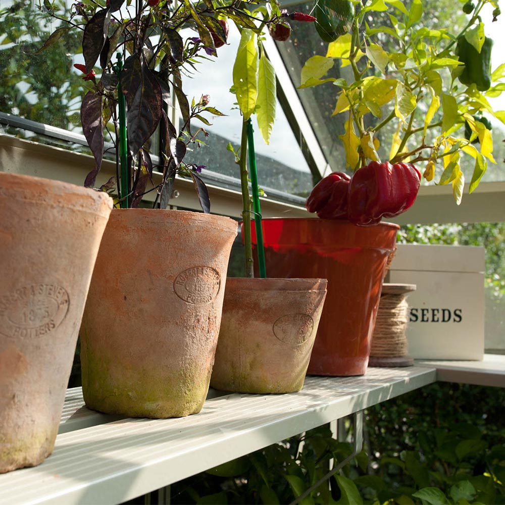 Terracotta pots with dark-leaved plants and a larger red pot with a pepper plant sit on a Rhino Greenhouse shelf.